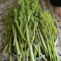 ریواس تازه به قیمت