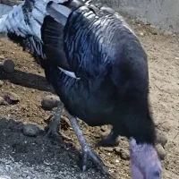 بوقلمون و غاز