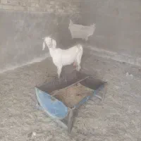 بزشیر
