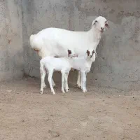 میش وبز دوقلوزا