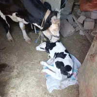 گاو با گوساله