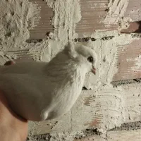 کبوتر سید شده