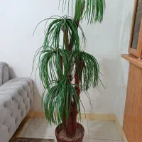 گل یا درخت مصنوعی