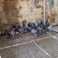 15عدد ماده‌ پلاکی اصل درجه یک