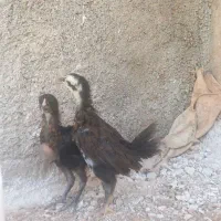 جوجه لاری