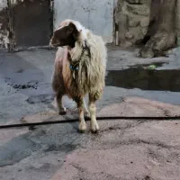 قوچ