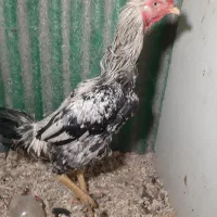 خروس لاری