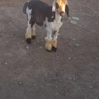بره (میش‌شیشک تقلی بز‌‌قوچ‌دبر )