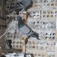کبوتر