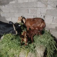 بز  با کره نر دوقلو زا
