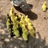 تخم اسرائیلی و جوجه اردک اسرائیلی