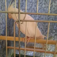 پرنده