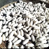 کشک|خوردنی و آشامیدنی|اراک, |دیوار