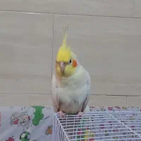 طوطی عروس هلندی