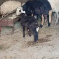 شیشک قوچ کله عروس بروجردی