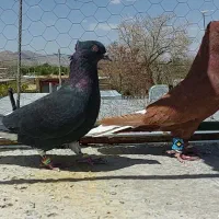 کبوتردم سفیددرجه یک