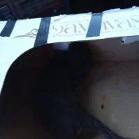واگذاری بچه گربه رایگان