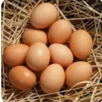 تخم مرغ محلی