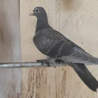 جوجه نر کفتر جونگ نژاد دار|پرنده|بافق, |دیوار