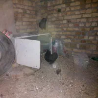 مرغ پا پر|حیوانات مزرعه|اسفرورین, |دیوار