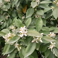 عرق بهار نارنج خالص.