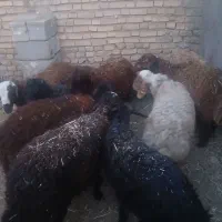 بره نرافشاری