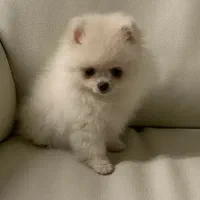 توله پامرانین