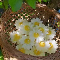 سفارش گیفت شمع بابونه