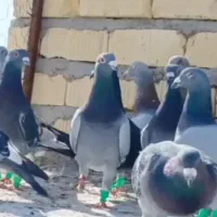 کفتر