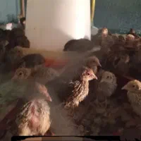 بلدرچین بالق و ۱۵ روزه