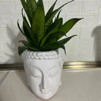 گل طبیعی به همراه گلدان