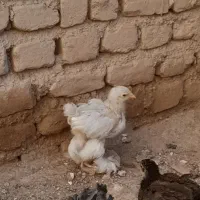 جوجه مرغ برهما پاتریج.بوف.استالیش