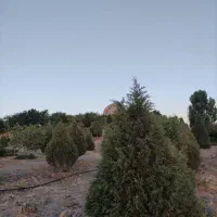 همنوردی قله زو