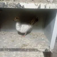 نامبر سرور
