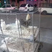 مرغ وخروس جهت قربانی