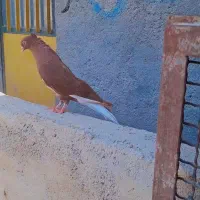 سرخ دم سفید