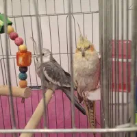 فروش عروس هلندی