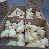 جوجه یک روزه نژاد راس 308