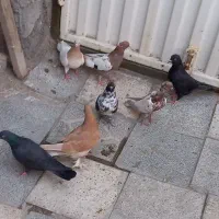 ۷ عدد کبوتر اوچان