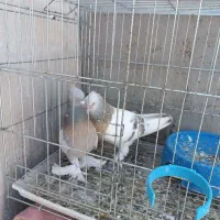 کبوتر شهری