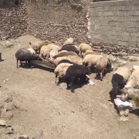 گوسفند جوان