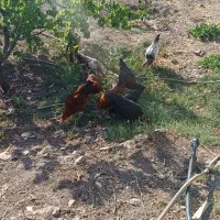 ۹تا مرغ و خروس جوان به فروش میرسد