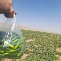 انواع خیار.شوری ،سالادی،تازه خوری