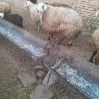 قوچ هترو|حیوانات مزرعه|اسفراین, |دیوار