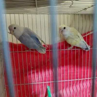 با سلام یک جفت عروس کوتوله جفت زرد نر ، آبی ماده