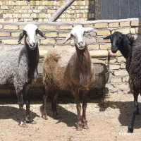 گوسفند 55کیلویی 3راس