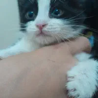 بچه گربه