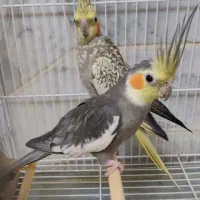عروس هلندی
