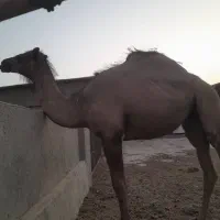 شتر ماده