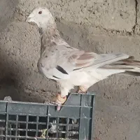 سار هفرنگ ماده